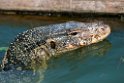 Varan.20140222_7395