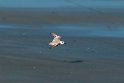 White-faced Plover.20140222_7471