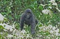 gorilla02