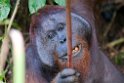 Borneo 2011
