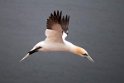 Helgoland 2012