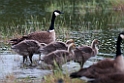 Aleutian Goose.20120627_4256