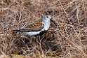 Almindelig ryle.20120612_1586
