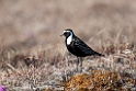 American Golden Plover.20120608_0846