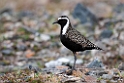 American Golden Plover.20120610_0985