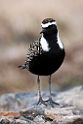 American Golden Plover.20120610_1018