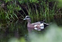 American Wigeon.20120620_3000