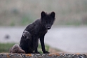 Arctic Fox.20120624_4235