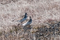 Bairds ryle.20120612_1457
