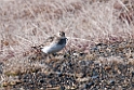 Bairds ryle.20120612_1461