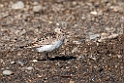 Bairds ryle.20120612_1489