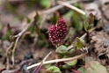 Barrow blomst.20120615_2570