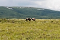 Bison.20120615_2354