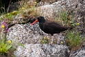 Black Oystercatcher.20120628_4597