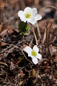 Blomst.20120608_0861