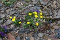 Blomst.20120610_1030