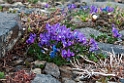 Blomst.20120610_1036