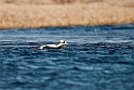 Brilleederfugl.20120611_1332