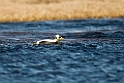 Brilleederfugl.20120611_1342