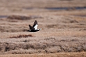 Brilleederfugl.20120611_1350