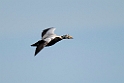 Brilleederfugl.20120611_1353