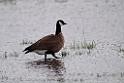 Cackling goose.20120627_4260
