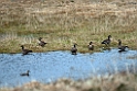 Crackling Goose.20120623_3686