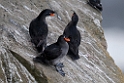 Crested Auklet.20120622_3331