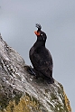 Crested Auklet.20120622_3332