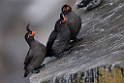 Crested Auklet.20120622_3349
