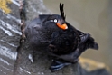 Crested Auklet.20120624_4188
