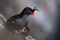 Crested Auklet.20120624_4193