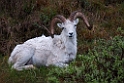 Dall sheap.20120618_2621