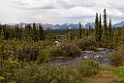 Denali Hwy.20120618_2774
