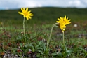 Denali N.P. blomst.20120620_2981