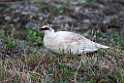 Fjeldrype.20120610_0936