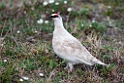 Fjeldrype.20120610_0963