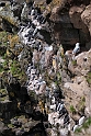 Fuglefjeld.20120623_3961
