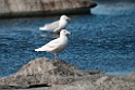 Glaucous Gull.20120613_1763