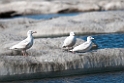 Glaucous Gull.20120613_1790