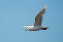Glaucous Gull.20120613_1800