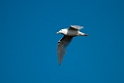 Glaucous Gull.20120613_2117