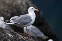 Glaucous-winged gull.20120628_4633