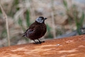 Grey-crowned Rosy-Finch.20120624_4053
