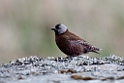 Grey-crowned Rosy-Finch.20120624_4066