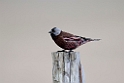 Grey-crowned Rosy-Finch.20120624_4082