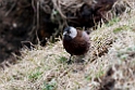Grey-crowned Rosy-finch.20120622_3569