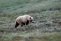 Grizzly.20120618_2636