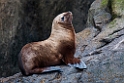 Habour Seal..20120628_4666