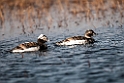 Havlit.20120613_2332